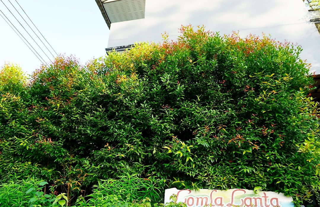 Lom La Lanta-1